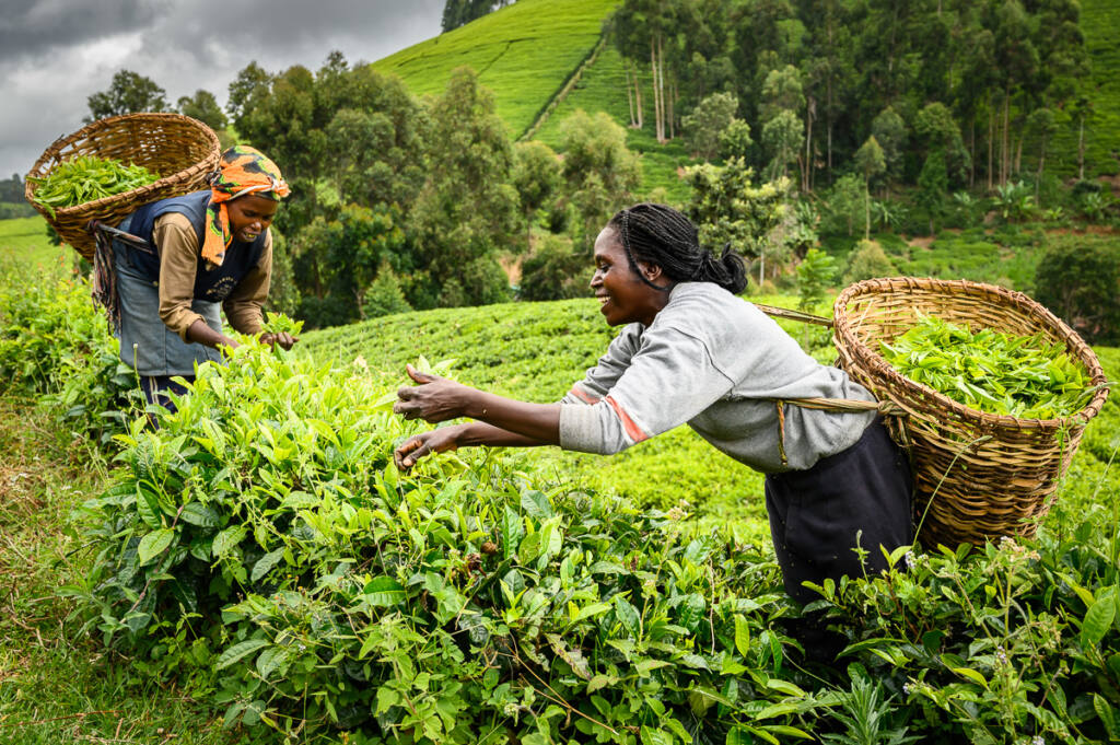 Sběračky čaje v Keni