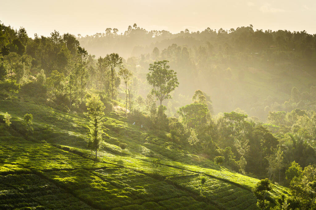 Čajová plantáž v Keni